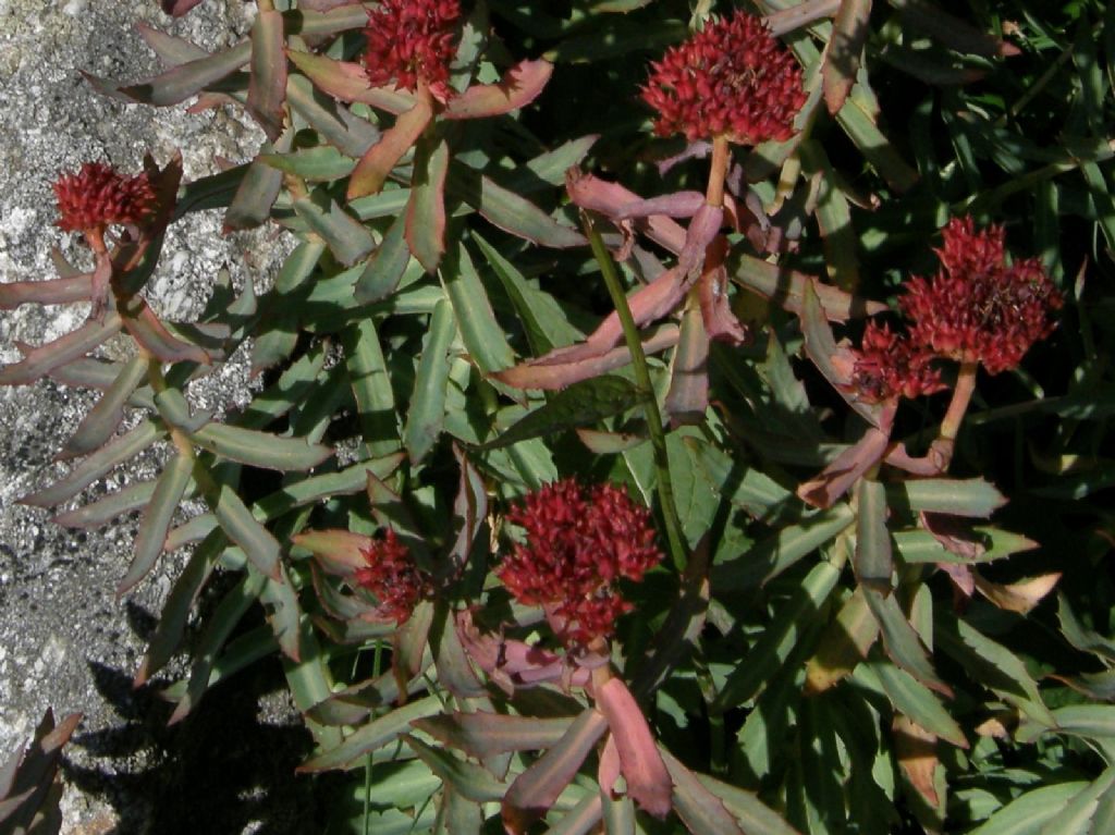 Rhodiola rosea / Rodiola rosea